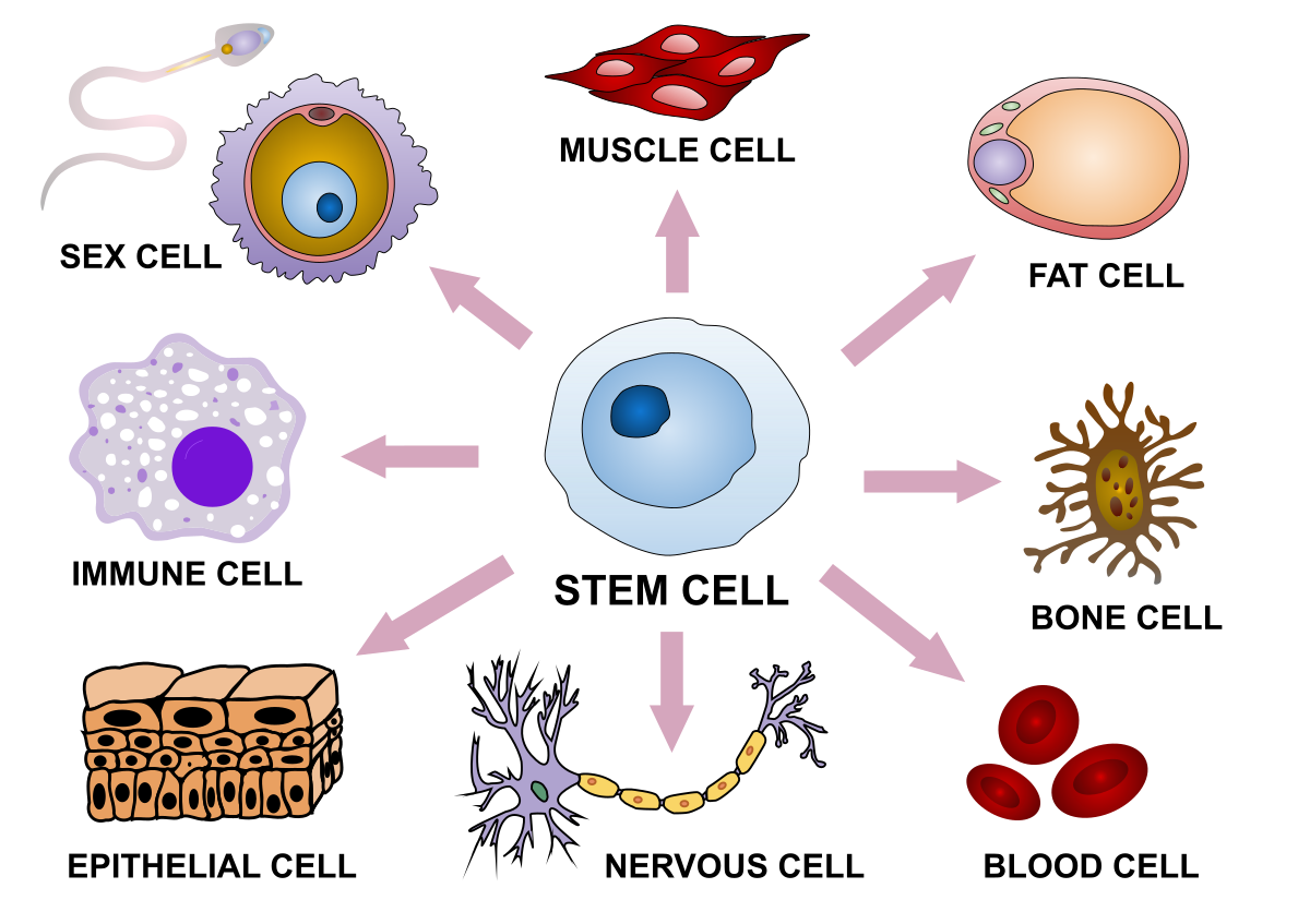 Illustration of stem‑cell differentiation into specialised blood, nerve and muscle cells
