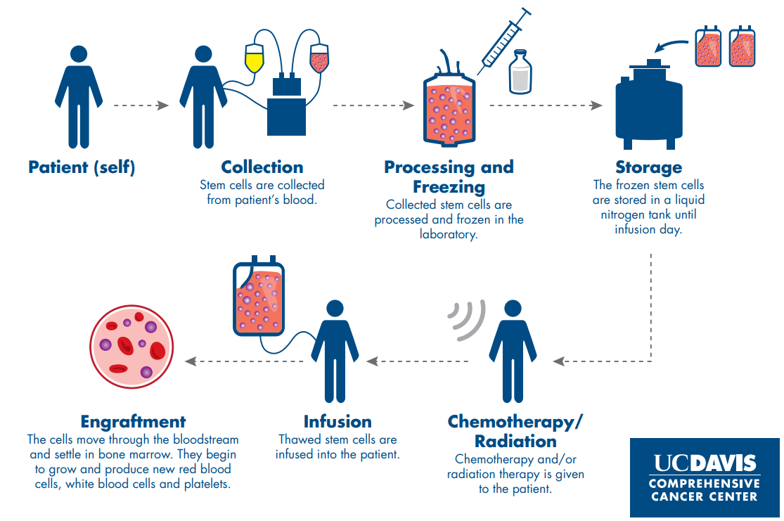 Workflow diagram from cell collection to injection