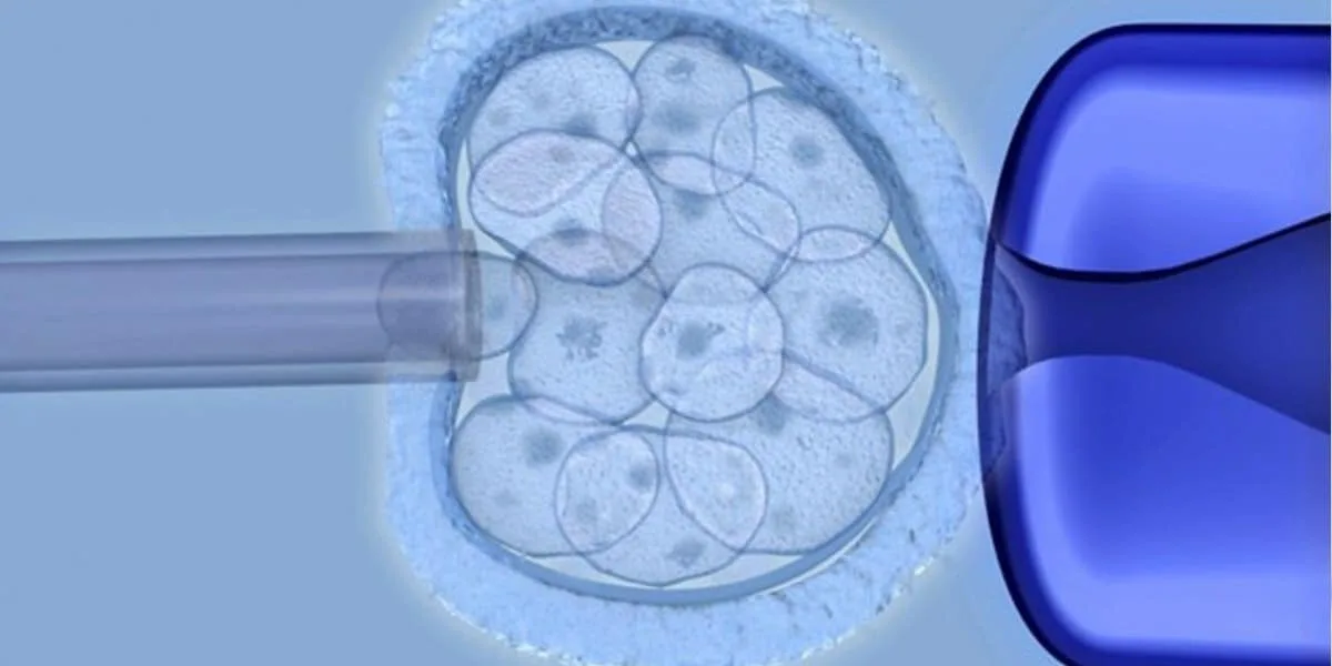 Embryonic stem cells in the blastocyst inner cell mass