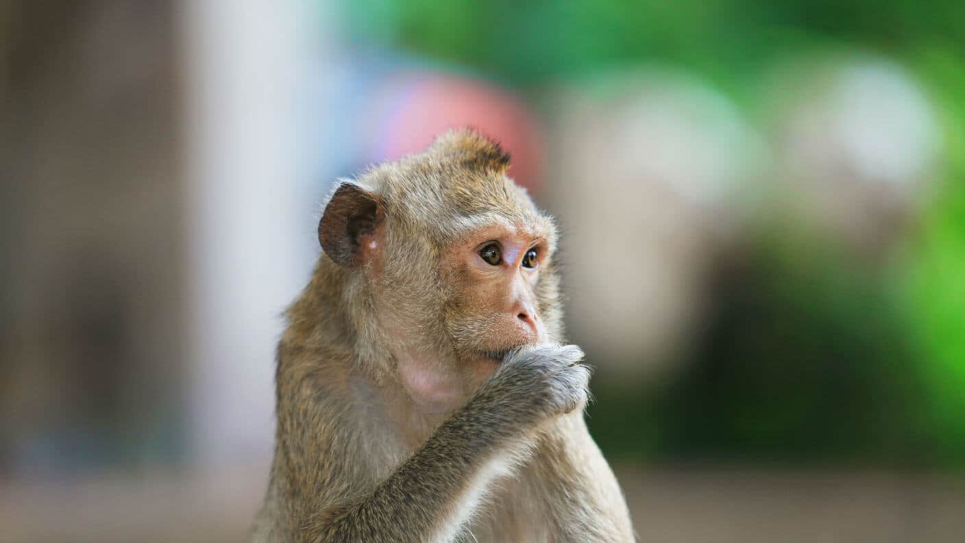 little-monkey